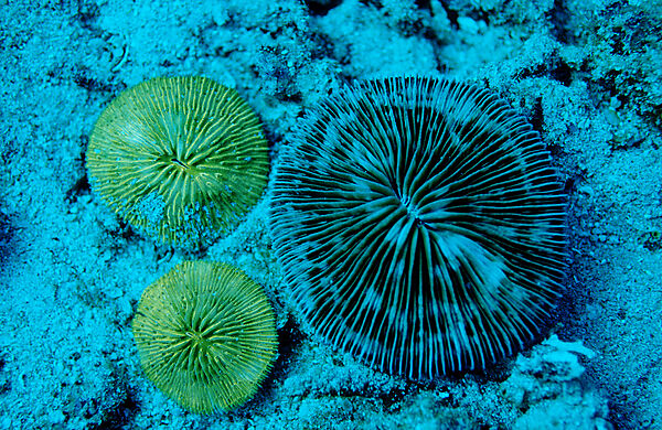 Fluoreszierende Pilzkoralle, Korallenfluoreszenz