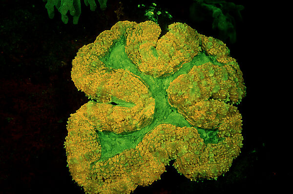 Fluoreszierende Steinkoralle