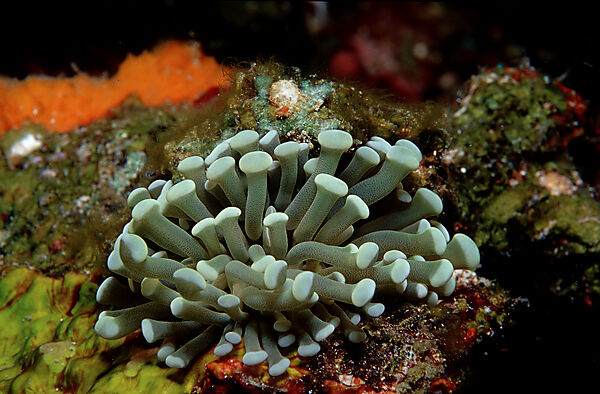 Anemone mit weissem Licht