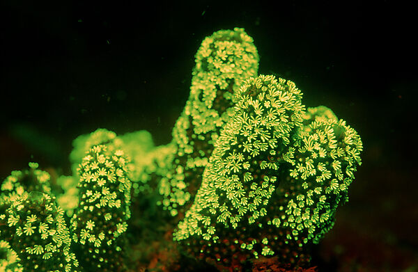 Fluoreszierende Steinkoralle, Korallenfluoreszenz
