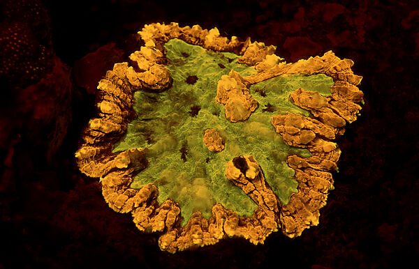 Fluoreszierende Steinkoralle, Korallenfluoreszenz