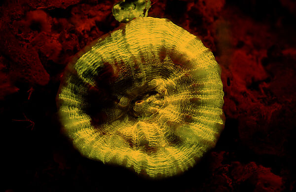 Fluoreszierende Steinkoralle, Korallenfluoreszenz