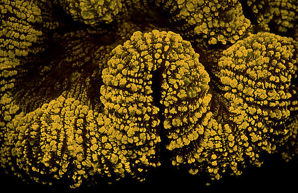 Fluoreszierende Steinkoralle, Korallenfluoreszenz
