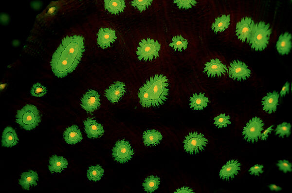 Fluoreszierende Steinkoralle, Korallenfluoreszenz