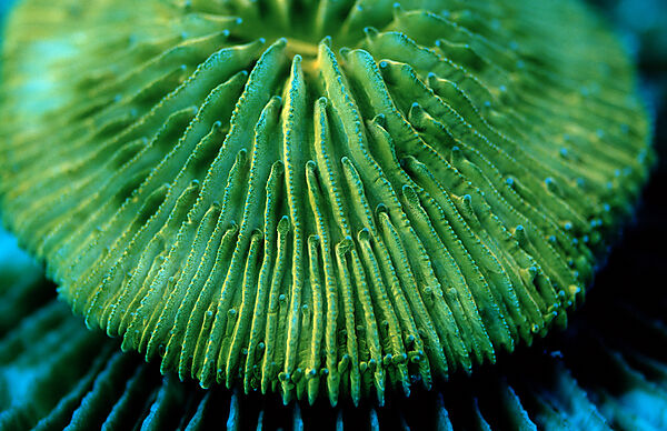 Fluoreszierende Pilzkoralle, Korallenfluoreszenz