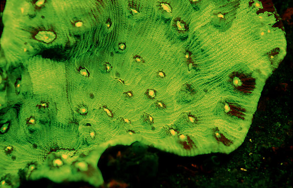 Fluoreszierende Steinkoralle, Korallenfluoreszenz