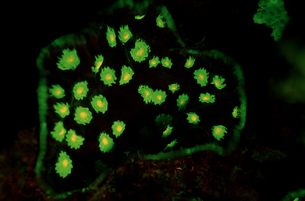 Fluoreszierende Steinkoralle, Korallenfluoreszenz