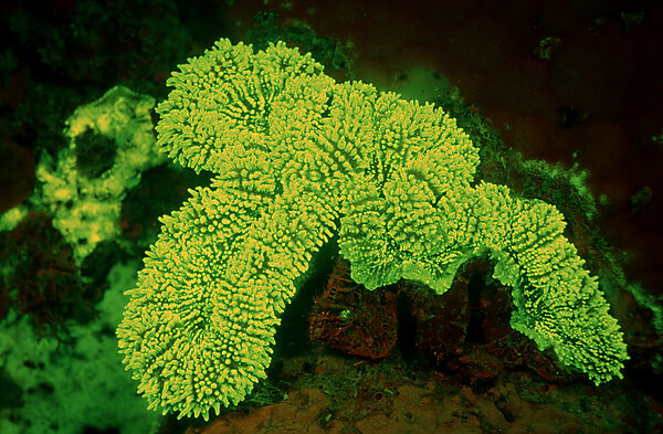 Fluoreszierende Steinkoralle, Korallenfluoreszenz