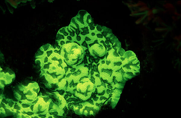 Fluoreszierende Steinkoralle, Korallenfluoreszenz