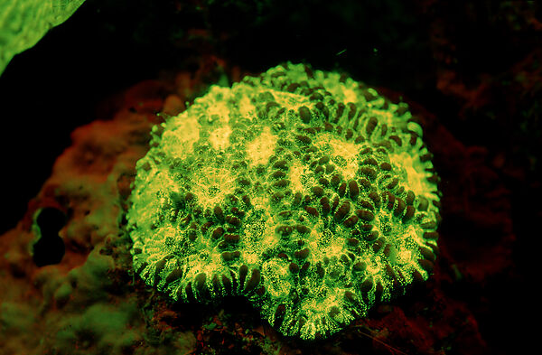 Fluoreszierende Steinkoralle, Korallenfluoreszenz