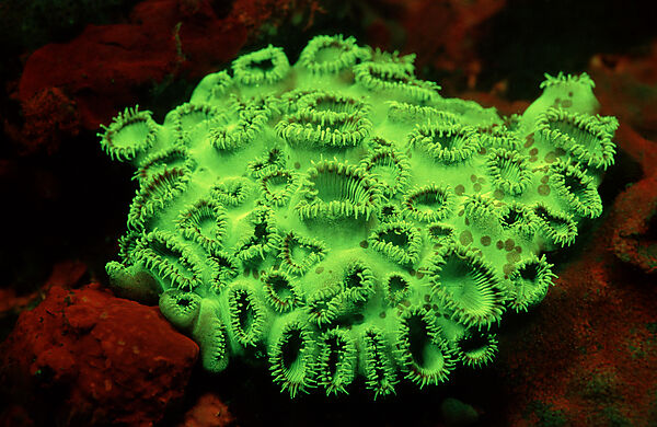 Fluoreszierende Korallen-Krustenanemone, Korallenfluoreszenz