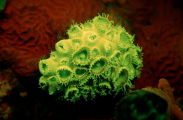 Fluoreszierende Korallen-Krustenanemone, Korallenfluoreszenz
