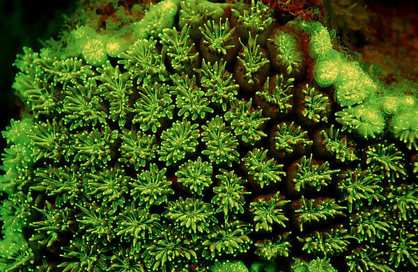 Fluoreszierende Rasenkoralle, Korallenfluoreszenz