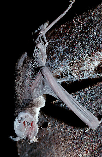 Fledermaus in Hoehle