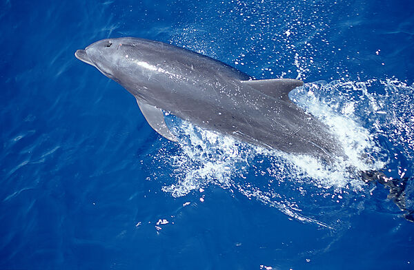 Springender Grosser Tuemmler, Delphin, Delfin