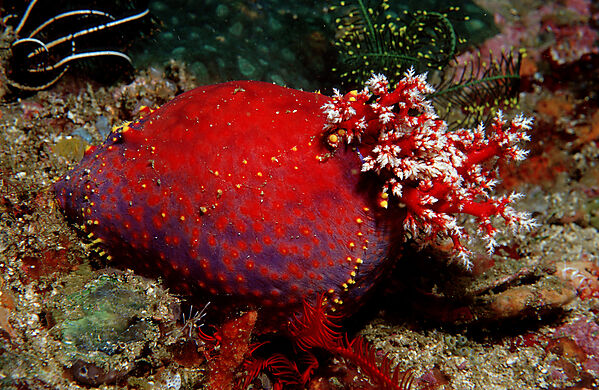 Sea Cucumber