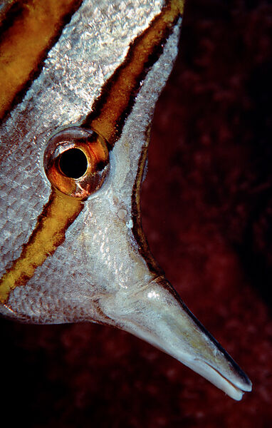 Beaked coralfish