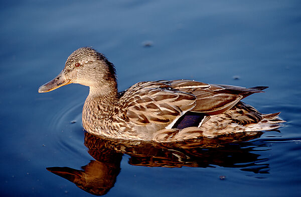 Stockente, Wildente