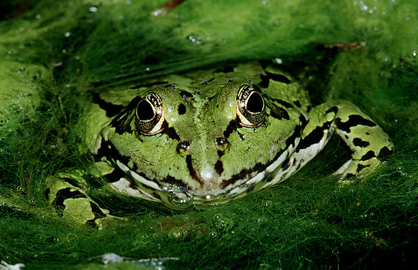 Wasserfrosch