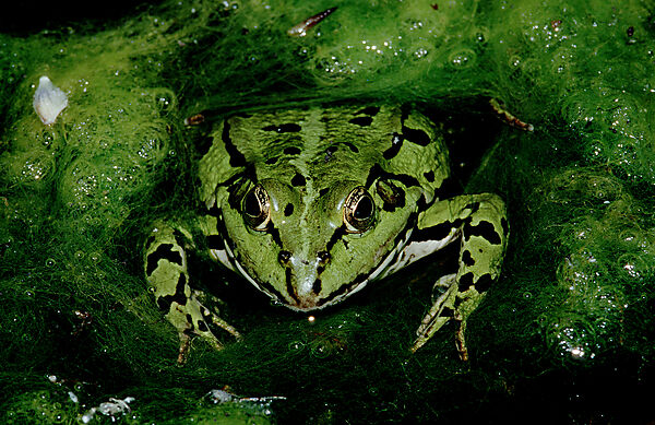Wasserfrosch