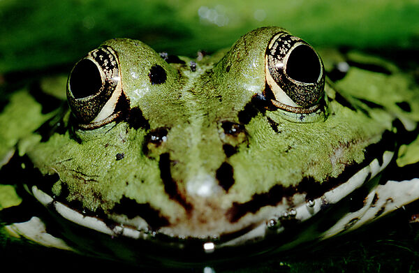 Wasserfrosch