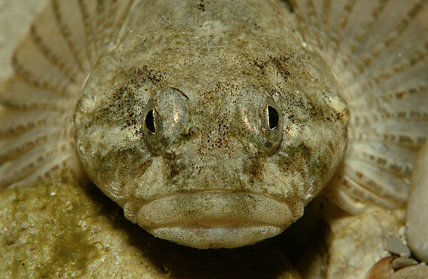 Bullhead