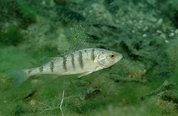 perch