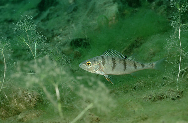 perch