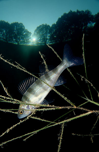 perch