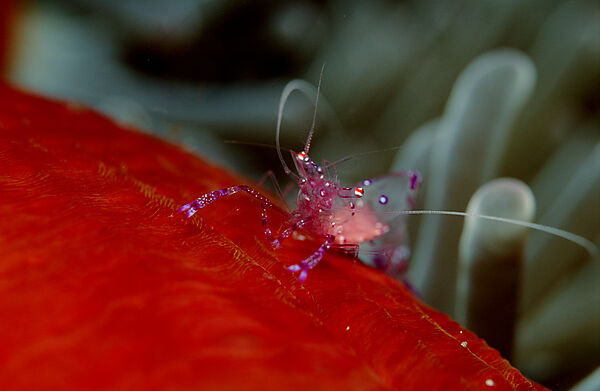 Anemonengarnele, Garnele