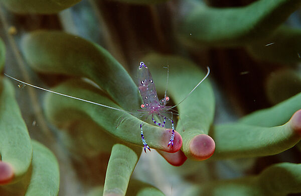Anemonengarnele, Garnele