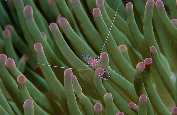 shrimp in anemone