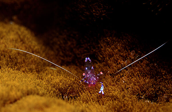 shrimp in anemone
