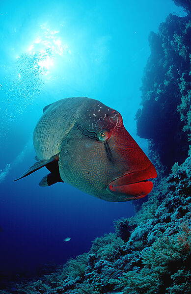 Humpback wrasse
