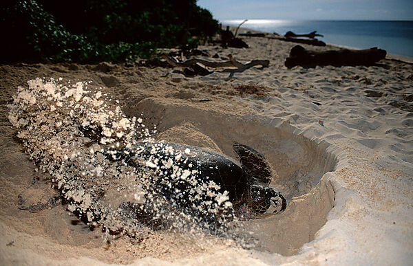 Green sea turtle, green turtle digs a hole on the beach