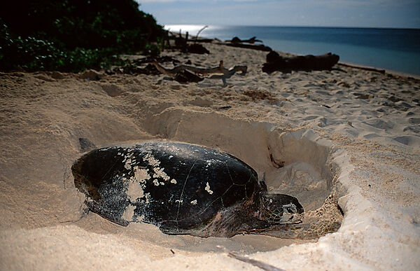 Green sea turtle, green turtle digs a hole on the beach