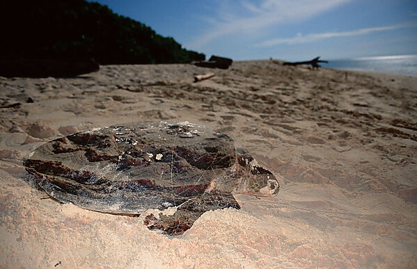Green sea turtle, green turtle after laying eggs