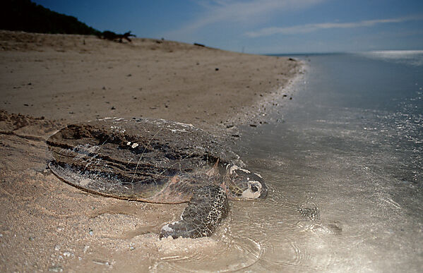 Green sea turtle, green turtle after laying eggs