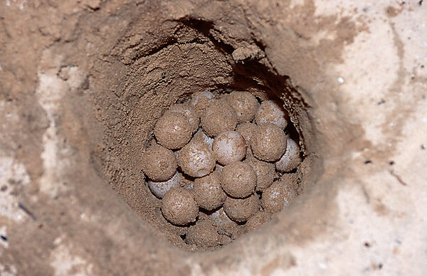 turtle egg, turtle eggs