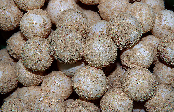turtle egg, turtle eggs