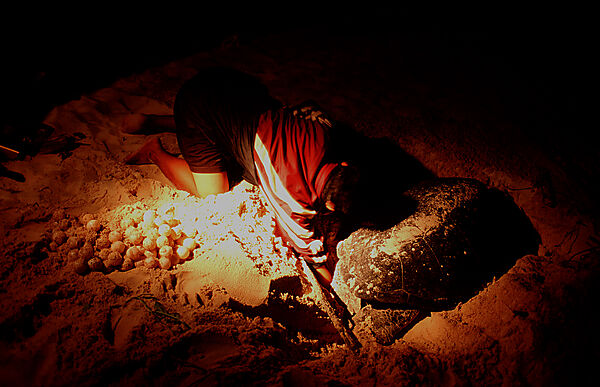 Ranger takes turtle eggs
