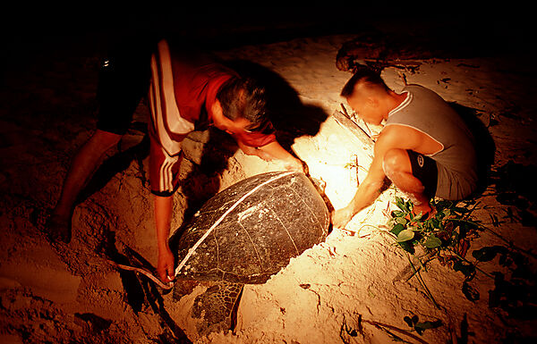 Ranger takes turtle eggs