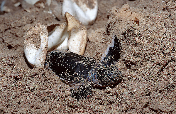 Baby Hawksbill Turtle