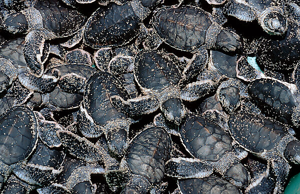 Baby Green sea turtle, green turtle hatching from egg