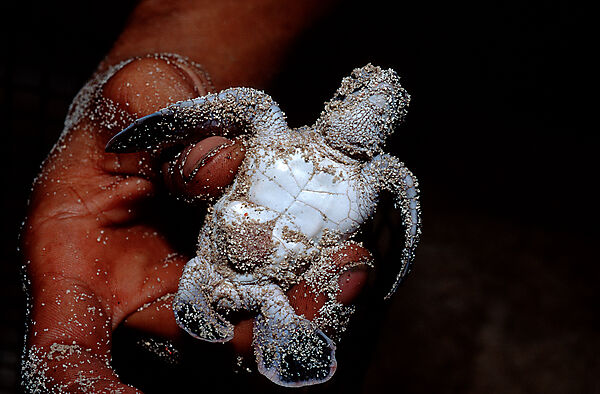Baby Green sea turtle, green turtle
