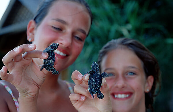 Child holds Baby Green sea turtle, green turtle