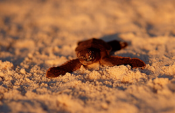 Baby Hawksbill turtle runs on the beach to the see