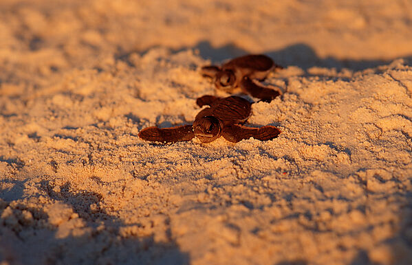Baby Hawksbill turtle runs on the beach to the see