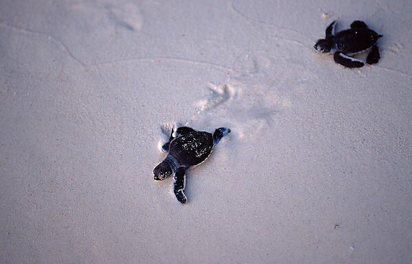 Baby Green sea turtle, green turtle runs on the beach to the see