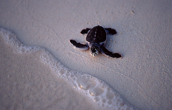 Baby Green sea turtle, green turtle runs on the beach to the see